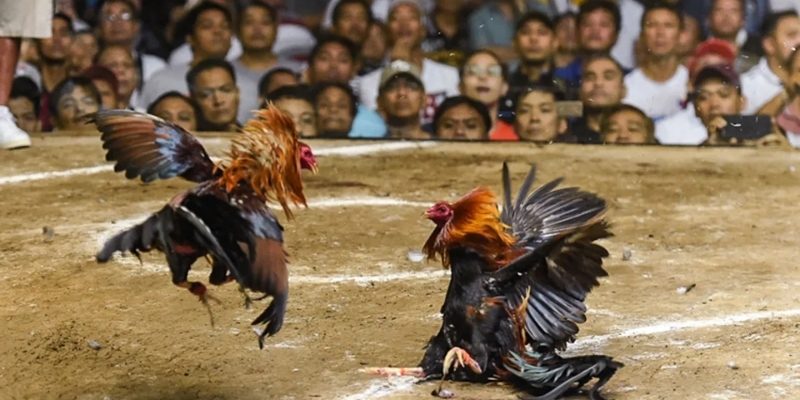 Đá gà C1 hàng đầu hiện nay