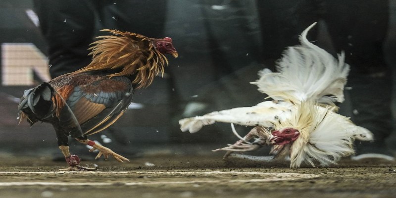 Đôi nét về sảnh chọi kê